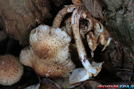 Церковь Св. Марии в деревне Дирхерст/Deerhurst Church