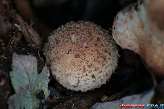 Церковь Св. Марии в деревне Дирхерст/Deerhurst Church