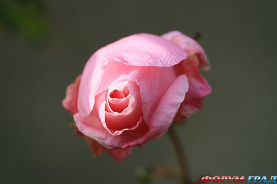 Дорчестер Аббатство/Dorchester Abbey