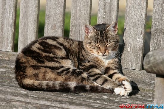Церковь Святой Марии в Фэрфорд/Fairford Church