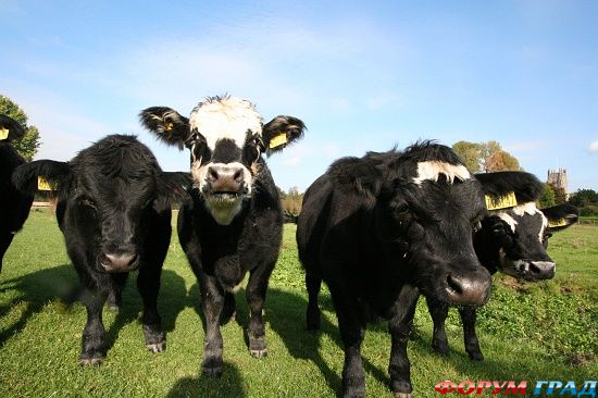 Церковь Святой Марии в Фэрфорд/Fairford Church