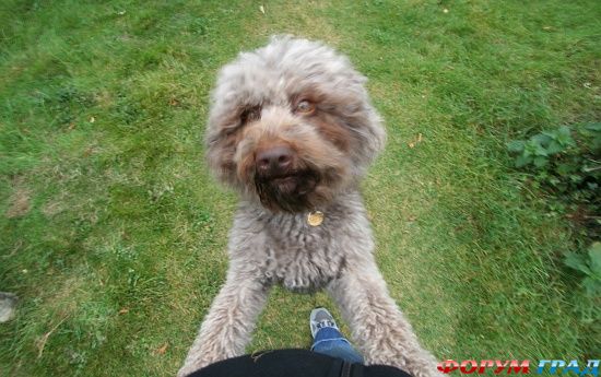 Церковь Св. Петра в Великой Хасли/Great Haseley Parish Church