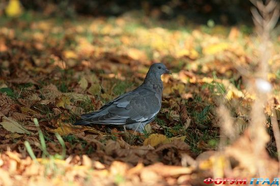 Оддо часовня, Дирхерст/Odda's Chapel, Deerhurst