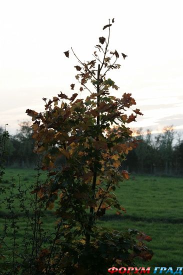 Церковь Св. Николая в Оддингтон/Oddington Church
