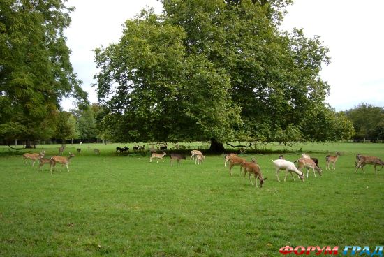 колледж Магдалены/Magdalen College, Oxford