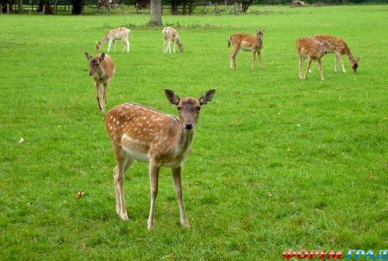 колледж Магдалены/Magdalen College, Oxford
