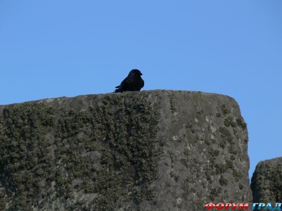 Стоунхендж/Stonehenge