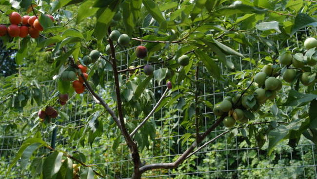 16 amazing trees-03