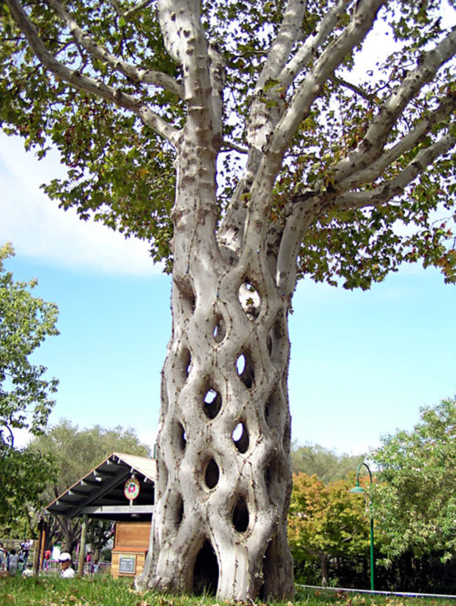 16 amazing trees-09