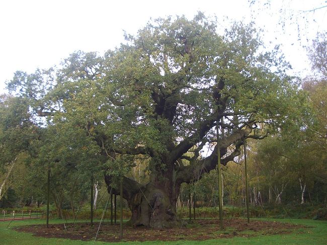 16 amazing trees-18