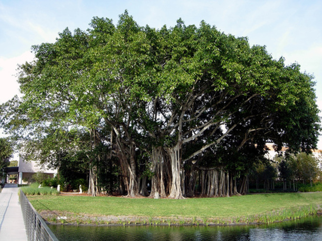 16 amazing trees-19