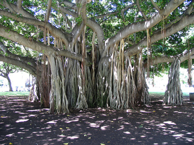 16 amazing trees-20