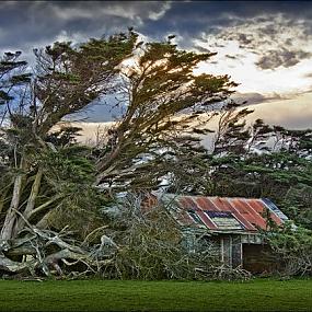 16 amazing trees-24