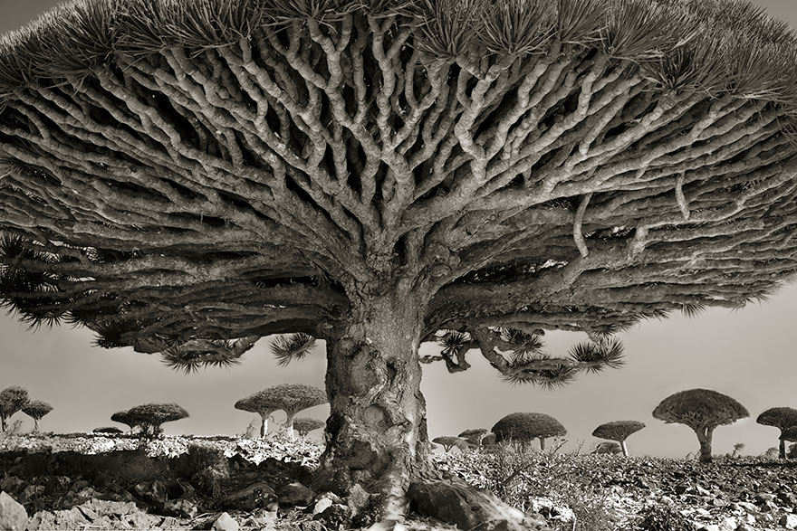 the woman photographed trees of nearly 15 years-01