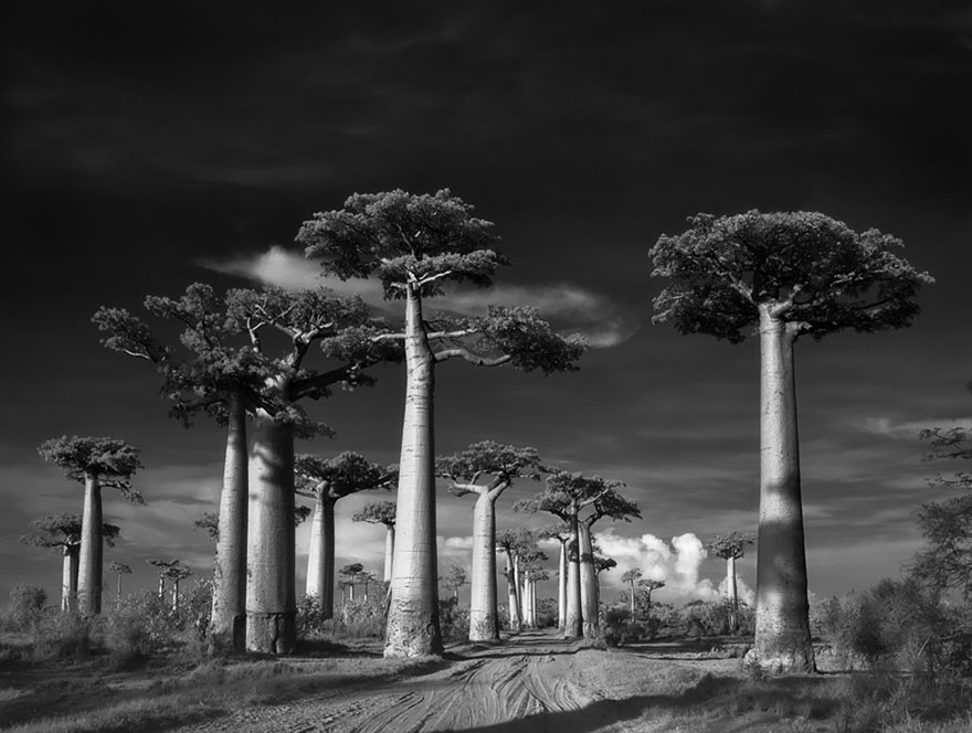 the woman photographed trees of nearly 15 years-02
