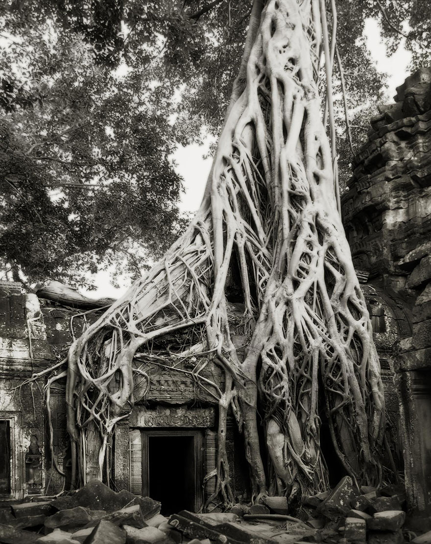 the woman photographed trees of nearly 15 years-04