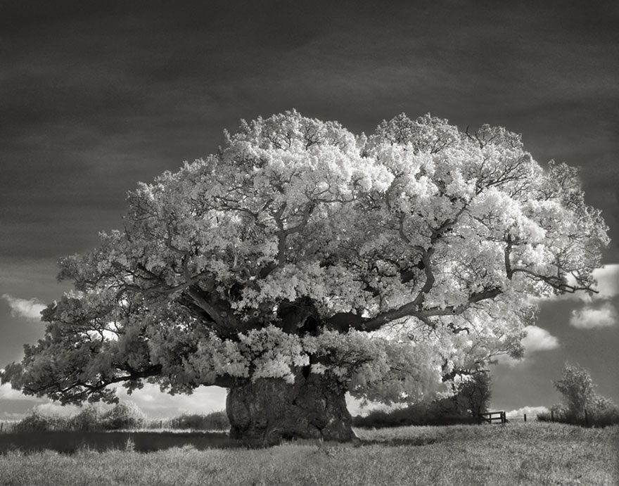 the woman photographed trees of nearly 15 years-05