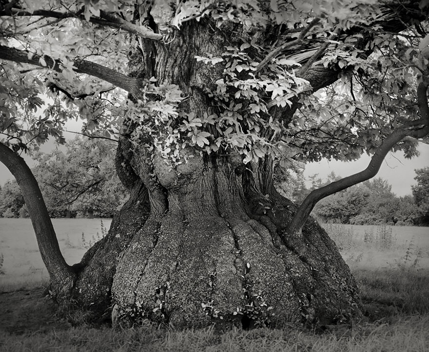 the woman photographed trees of nearly 15 years-07
