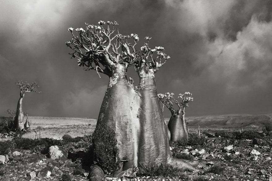 the woman photographed trees of nearly 15 years-08