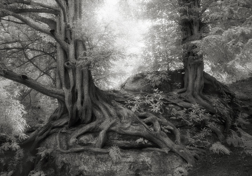 the woman photographed trees of nearly 15 years-10