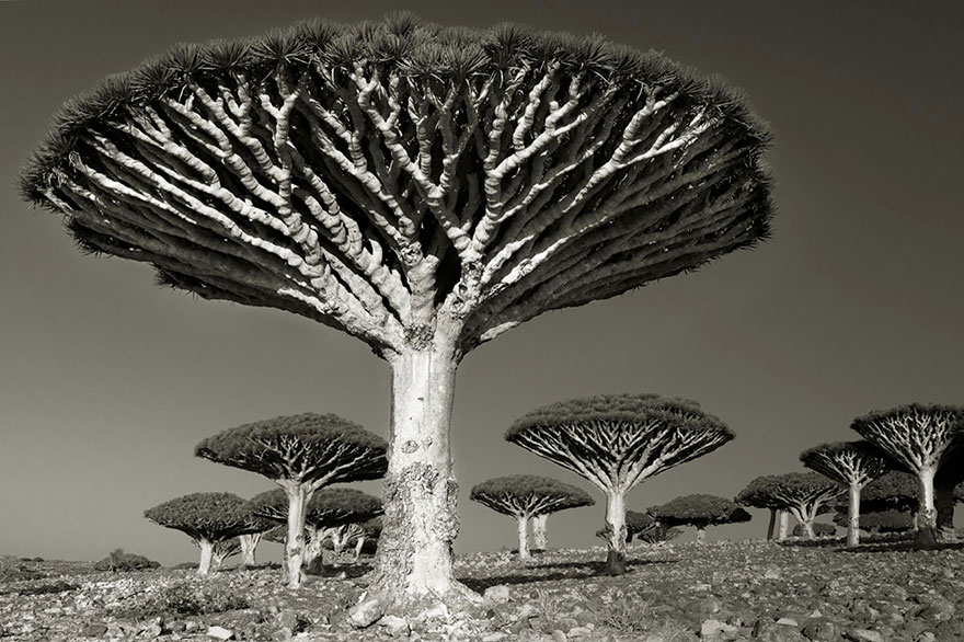 the woman photographed trees of nearly 15 years-11