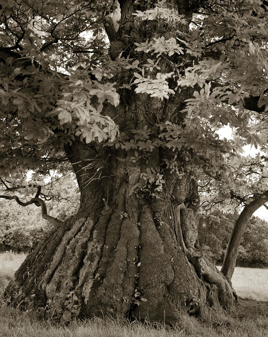 the woman photographed trees of nearly 15 years-13