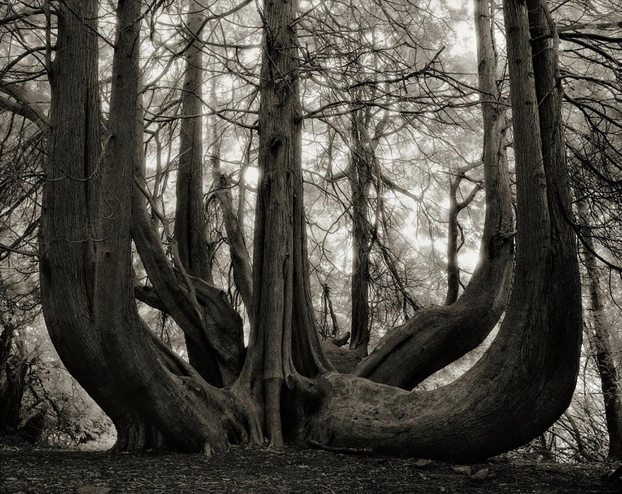 the woman photographed trees of nearly 15 years-14
