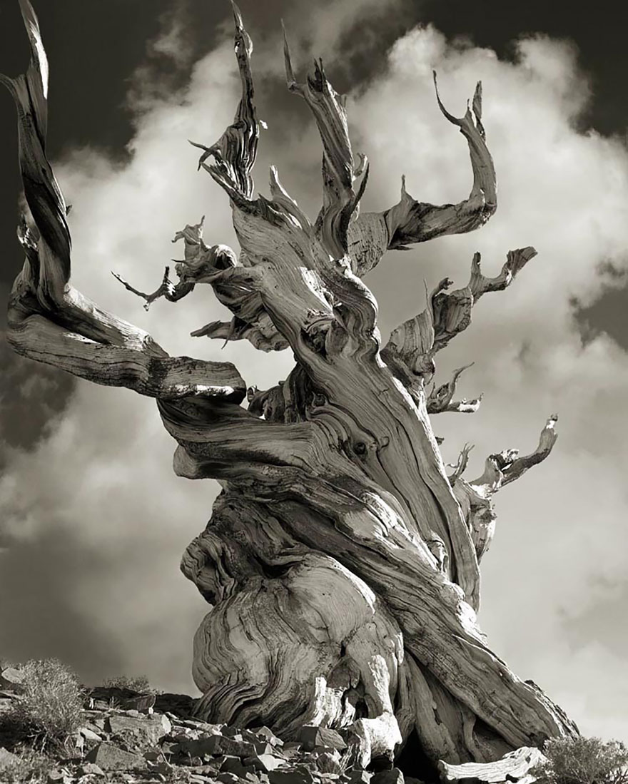 the woman photographed trees of nearly 15 years-15