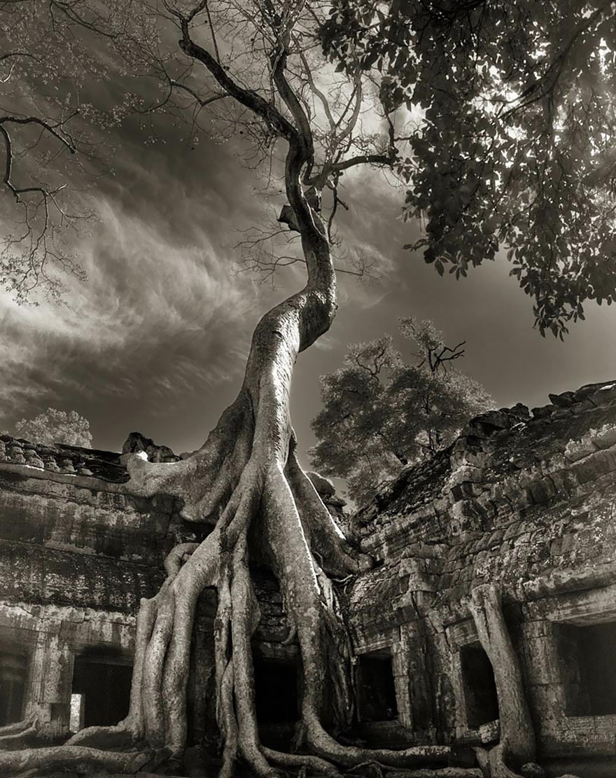 the woman photographed trees of nearly 15 years-17