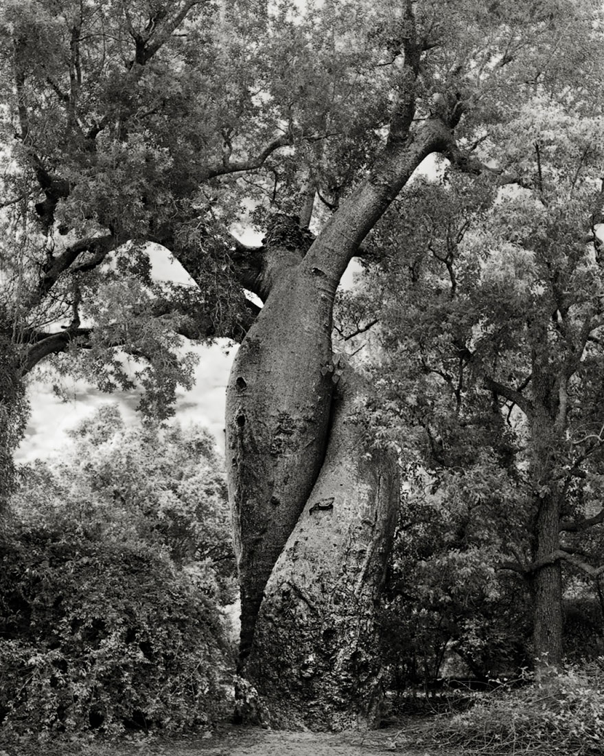 the woman photographed trees of nearly 15 years-20