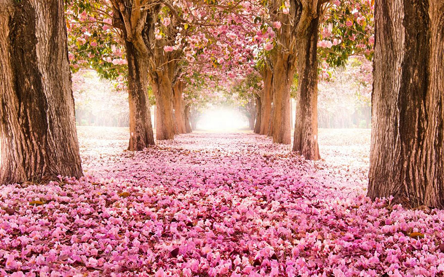 tunnels of branch-12 194294