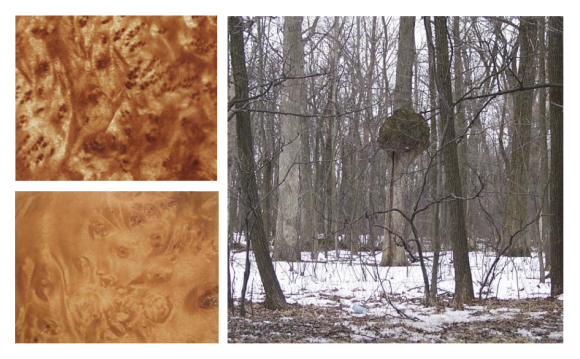 wood burl wood-02