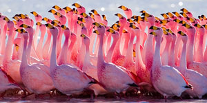 boliviya-flamingo-alligatory-yaguary-001