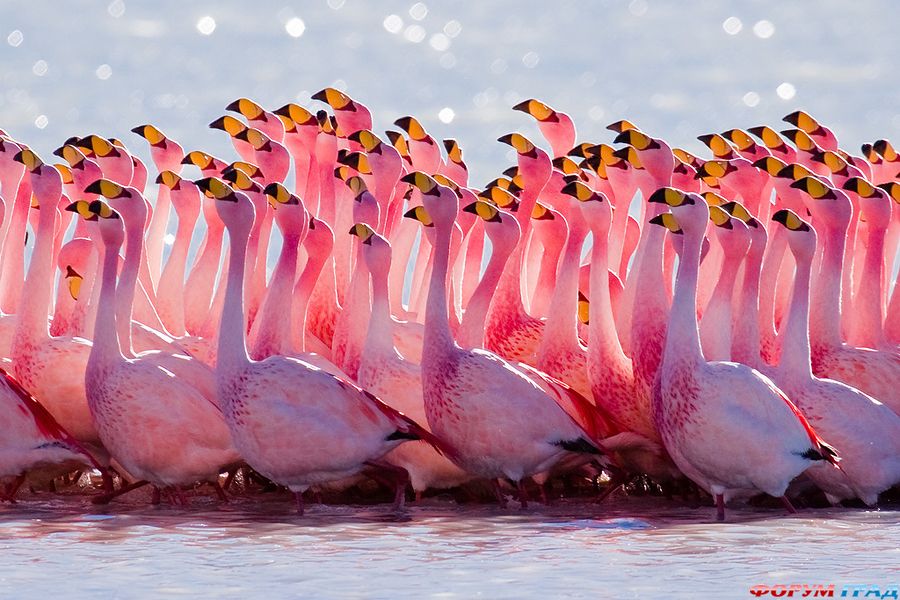 boliviya-flamingo-alligatory-yaguary-01