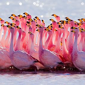 boliviya-flamingo-alligatory-yaguary-01