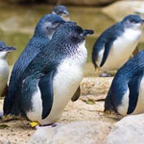 novaya-zelandiya-kity-pingviny-morskie-kotiki-001