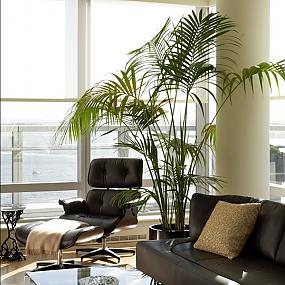 indoor-house-plants-ideas-05