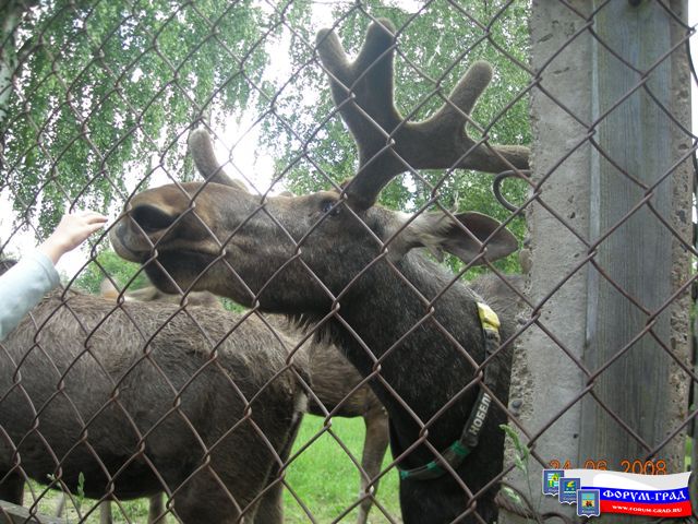 Сумароковская лосеферма