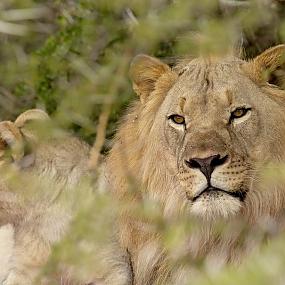 kaai-camp-at-the-luxury-blaauwbosch-private-game-reserve-09