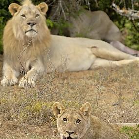 kaai-camp-at-the-luxury-blaauwbosch-private-game-reserve-10