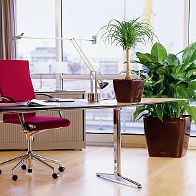ornament-office-plants-01