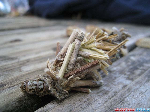 Самостоятельные путешествия