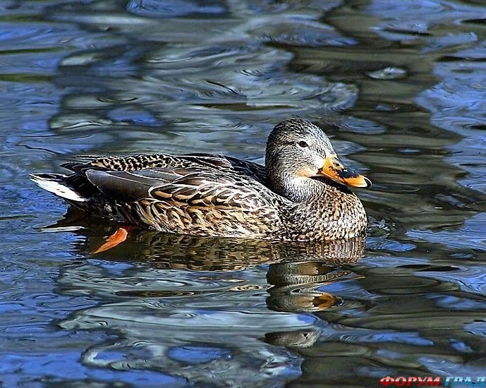 самостоятельные путешествия