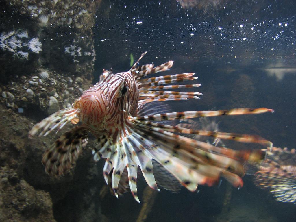 taraporewala aquarium-02