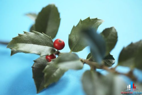 новогодние открытки 2011 год