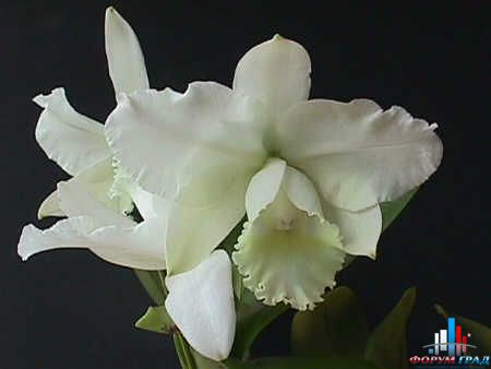 свадебный форум