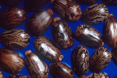 poisonous-foods-we-love-to-eat-02