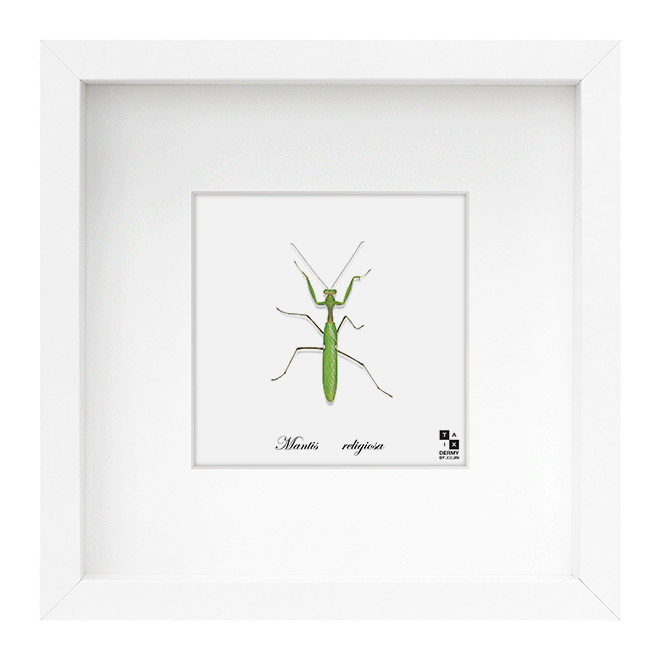 taxi-dermy-lenticular-prints-03