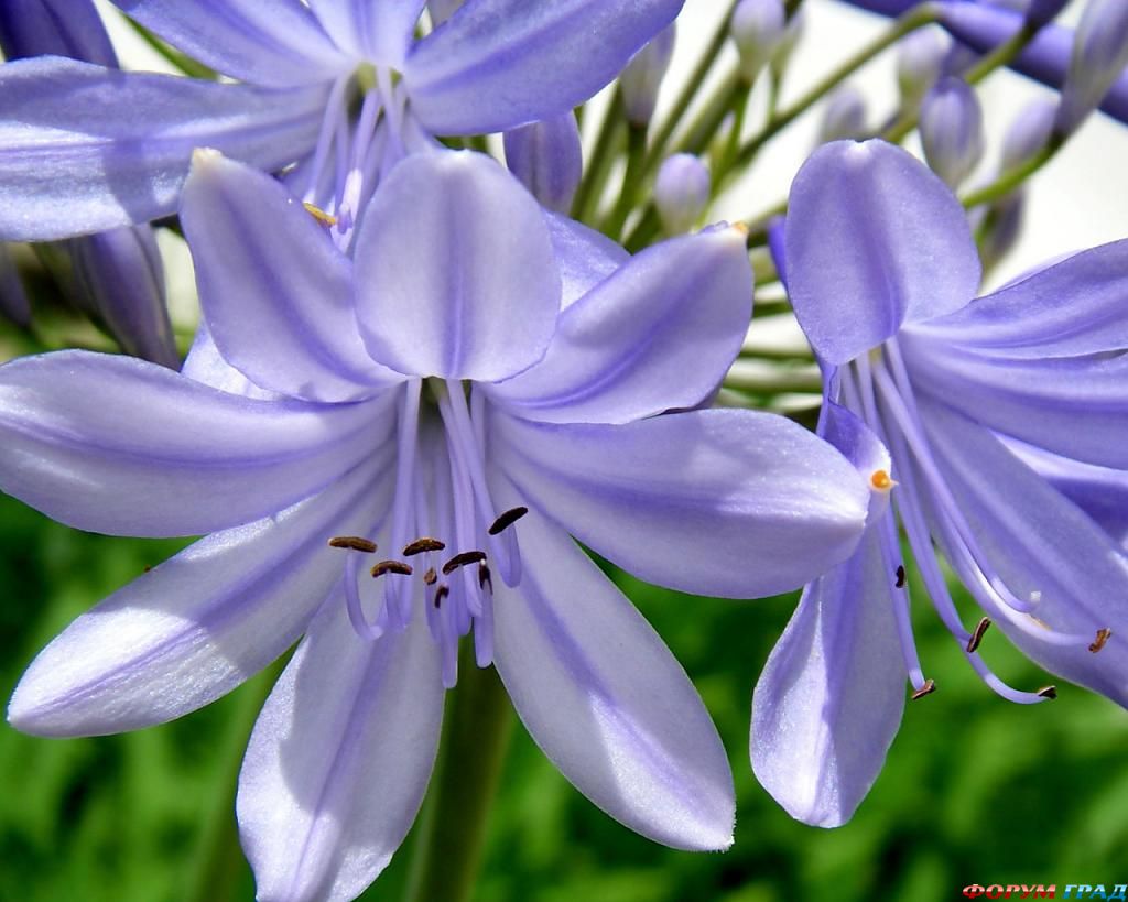 agapanthus-001