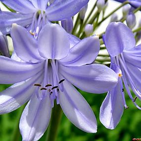 agapanthus-001